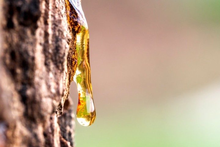 Termoadesivo a Base di Bio Rosin